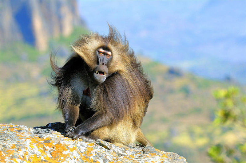 Simien-Mountains-National-Park-Cheleda-Baboon