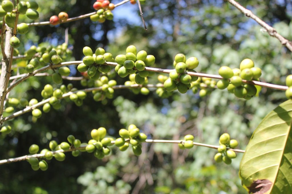 Coffe-Jimma-Ethiopia