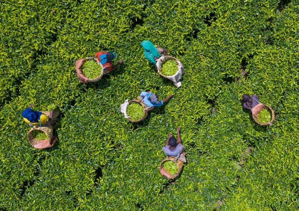 Coffe-Plantation-Ethiopia